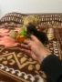 Продавам чихуахуа , снимка 3