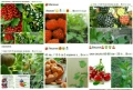 🍇🍒🍇Плодове - разсад 🍓🍎🍏🍋🍒🍇, снимка 1