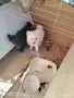померан шпиц немски кръстоска , снимка 1