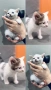 Подарявам котенца на 2 месеца, снимка 8