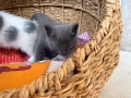 Британска котка , снимка 2