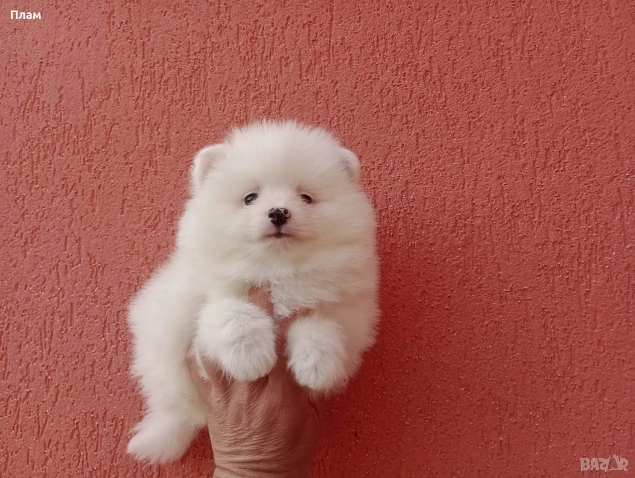 Бяло момче. Померанче., снимка 1