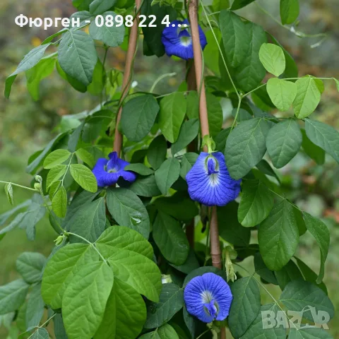 🌿 Трилистна клитория (Clitoria ternatea) – екзотична цъфтяща лиана, снимка 3 - Разсади - 55620343