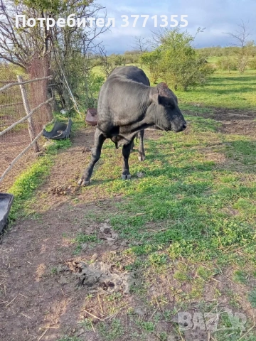Продавам мъжки телета за клане, снимка 5 - Крави - 54305766