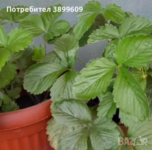 Продажба на саксийни ягоди, снимка 1 - Градински цветя и растения - 55624214