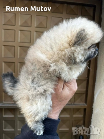 Померан , снимка 3 - Померан - 54091997