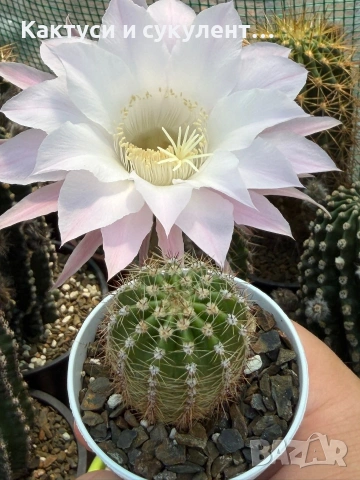 Кактус Echinopsis Hybrid нежно бял цвят с розови нюанси , снимка 3 - Градински цветя и растения - 55182575