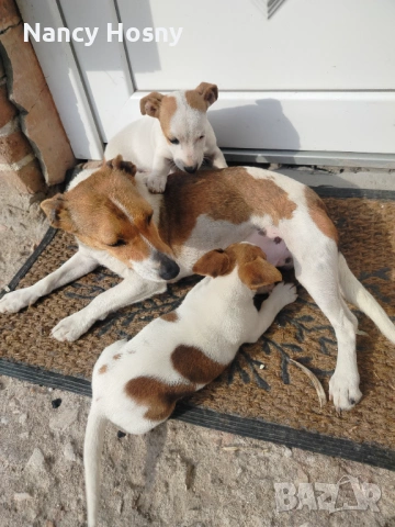 Продавам чистокръвни кучета Джак Ръсел, снимка 2 - Джак ръсел териер - 54261631