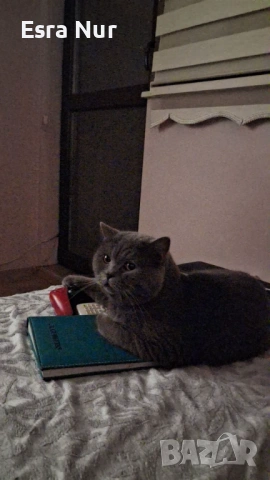 Британска късокосместа котка, на 2 години., снимка 4 - Британска късокосместа - 54098345