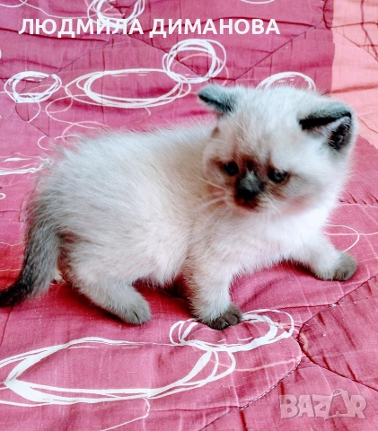 Шотландско мъжко Скоттиш Страйт , снимка 7 - Британска късокосместа - 54371287