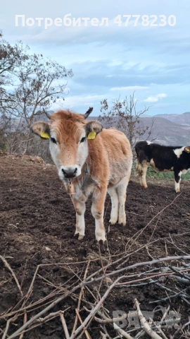 Kravi za prodan, снимка 2 - Крави - 53988176