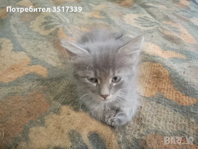 подарявам малки котенца, снимка 2 - Други - 55280636