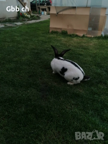 Зайци различна възраст , снимка 5 - За селскостопански - 54301013