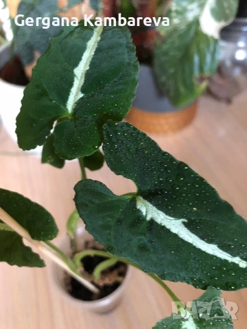 Syngonium Wendlandii , снимка 2 - Стайни растения - 55071940