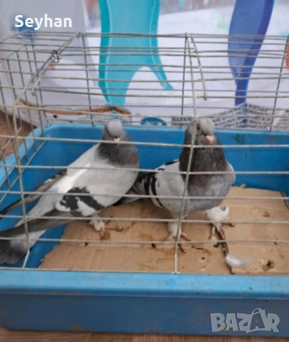 Гълъби   гълъби