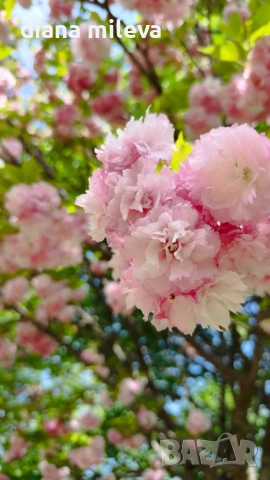 Японска Вишна Канзан, Сакура, Prunus Serrulata Kanzan, снимка 8 - Градински цветя и растения - 55161099