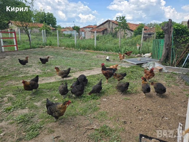 🥚 Домашни яйца от свободно отглеждани кокошки – Пловдив 🐓 , снимка 13 - други­ - 54726146