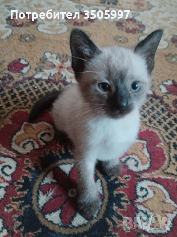 Сиамски котенца, снимка 2 - Сиамска - 54651323