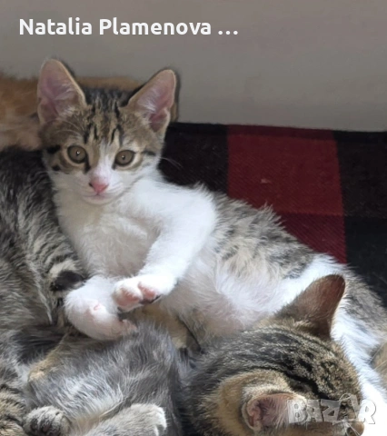 Супер котета!!!, снимка 7 - Британска късокосместа - 54821461