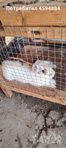 Животни за продан, снимка 8 - Други животни - 55098624