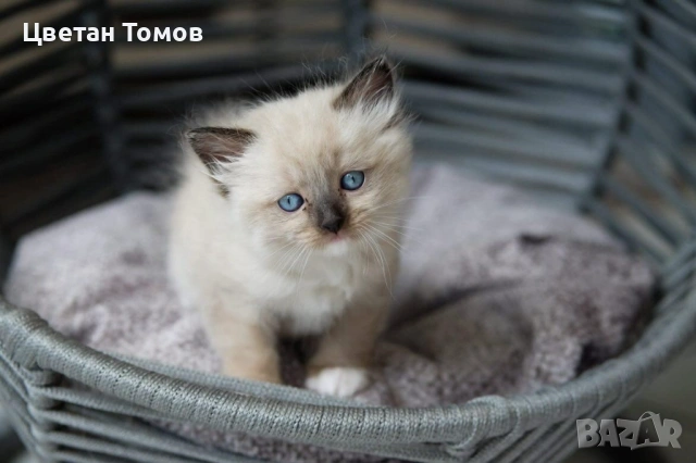Чистокръвни котенца РАГДОЛ търсят своите любящи семейства!, снимка 3 - Други - 54919101