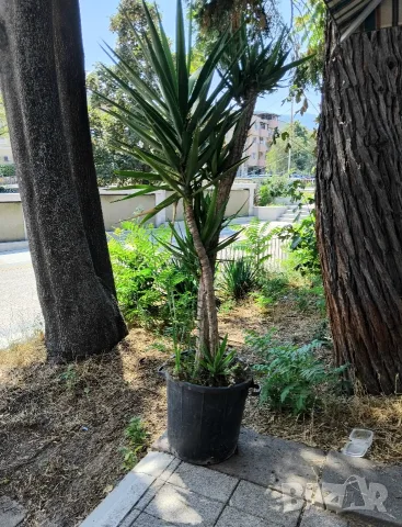 Продавам палма Юка / Yucca, 25 годишна, 1.7 м. височина, снимка 4 - Стайни растения - 40901353