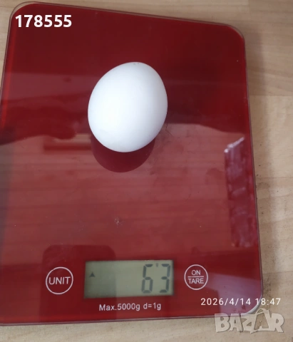 Разплодни яйца Бял Легхорн!!, снимка 2 - Кокошки и пуйки - 54194817