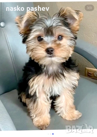 Продавам мъжко йоршински териер , снимка 2 - Йоркширски териер - 54251705