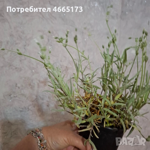 Комплект Рожец и Детелина розова, снимка 4 - Градински цветя и растения - 54510816