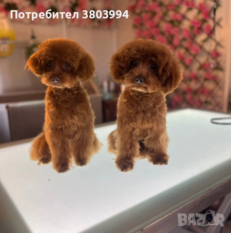 Той /Тйи къп пудел момичета на 1 годинка 