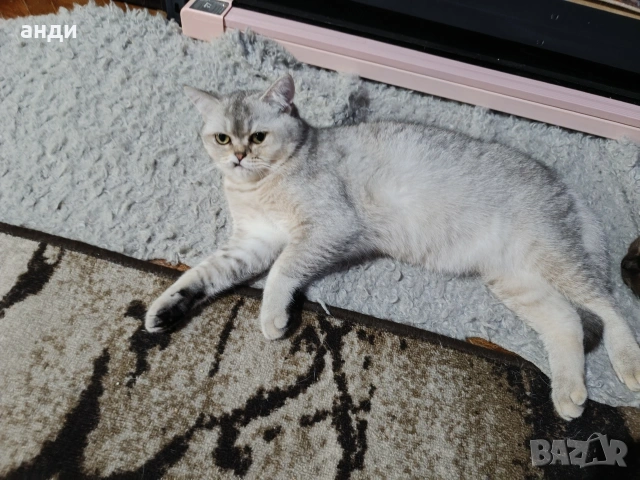 шотландско коте, снимка 2 - Британска късокосместа - 54484833