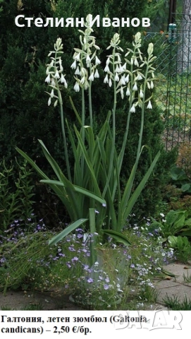 Галтония, летен зюмбюл (Galtonia candicans) – луковици, снимка 2 - Сортови семена и луковици - 53656384