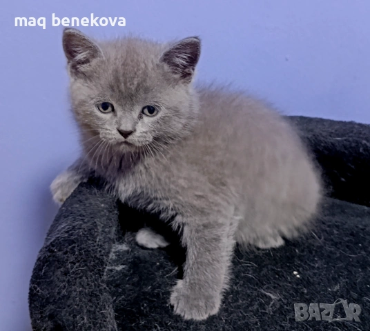 Прекрасни момичета шотландска клепоуха и правоуха!!!, снимка 3 - Британска късокосместа - 54061138