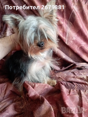 Йоркширски териер , снимка 4 - Йоркширски териер - 54315988