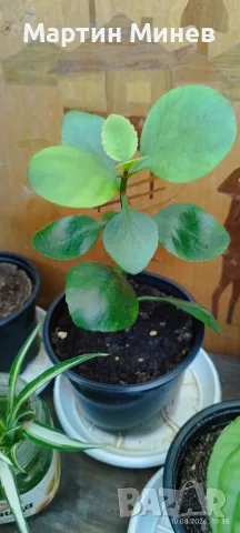 Каланхое / Kalanchoe червено