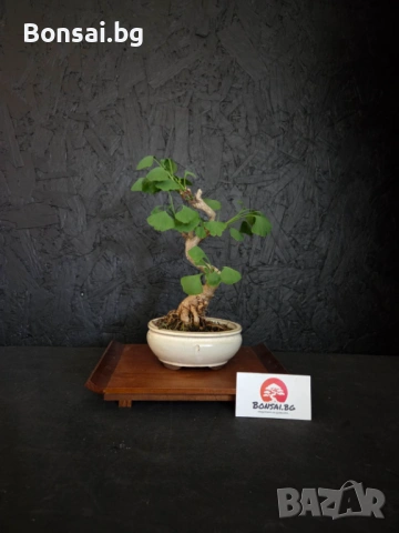 Бонсай Гинко Билоба (Ginkgo Biloba) – 7-годишен