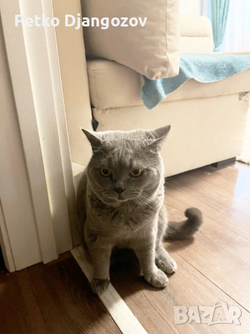 Британски късокосмести котета, снимка 8 - Британска късокосместа - 54211965