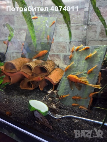 супер ред воален