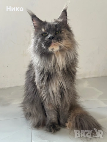 Мейн кун котенца / Мейн куун котенца / Maine coon kittens, снимка 8 - Мейн кун - 50068719