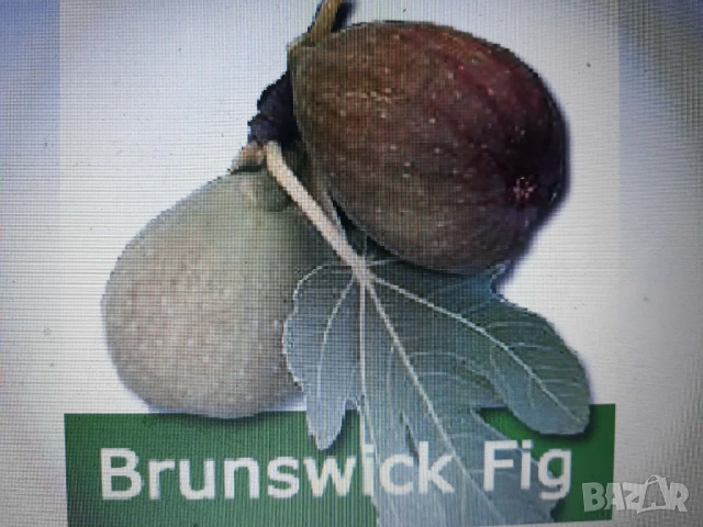 Смокини - 2 сорта - Блек Мишън и Брънсуик, снимка 15 - Разсади - 54092194