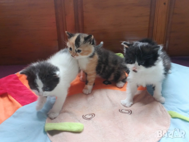 Перник 3 котета търсят нов дом , снимка 3 - Други - 54776455