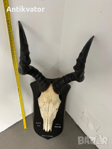 Трофей от антилопа-хартебест , снимка 5 - Декорация за дома - 54346338