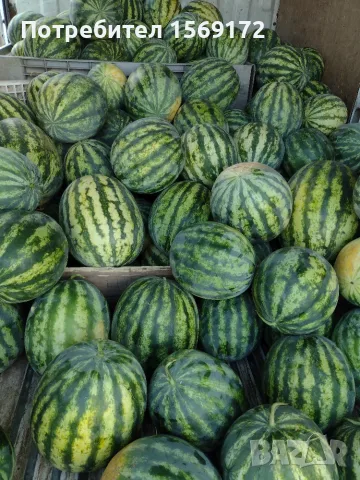Продавам дини сорт Романза