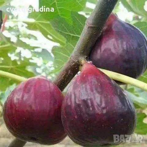 Ficus carica Turca (Турска смокиня), снимка 2 - Градински цветя и растения - 55406179