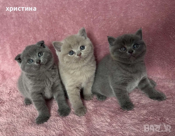 Британски късокосмести котета 