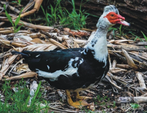 оплодени и проверени Яйца ПАТИЦА -Разплодни яйца за люпене от НЕМИ Патки порода Мускусна Турска, снимка 7 - Кокошки и пуйки - 54196551