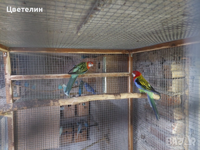 Пъстри розели , снимка 3 - Папагали - 54704240