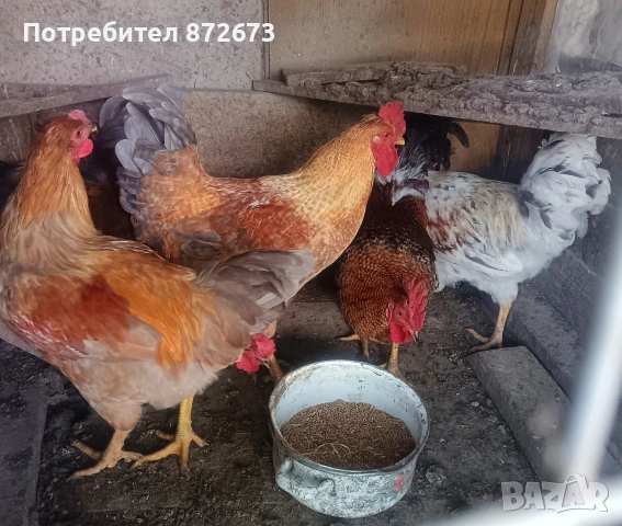 Млади домашни петли , снимка 3 - Кокошки и пуйки - 54881691