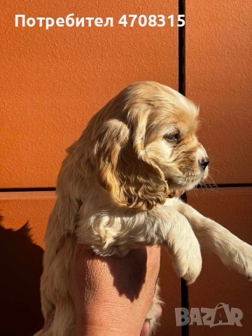 Кокер шпаньол момче ваксина, снимка 4 - Кокер шпаньол - 54218766