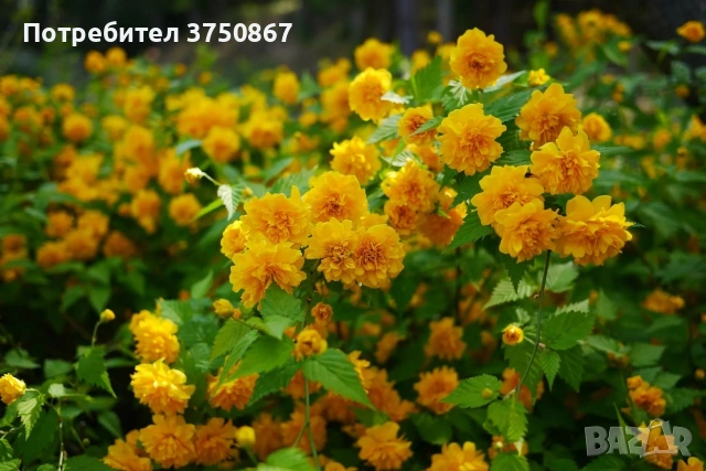 🌿🌼🍀 Kerria japonica ‘Pleniflora’ (Керия, Японска керия), снимка 3 - Градински цветя и растения - 54385562